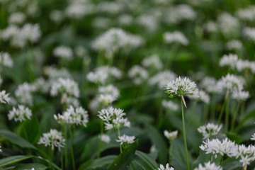 Blossom garlic field