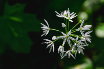 White flower