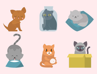 Cute cats character different pose funny animal domestic kitten vector illustration.