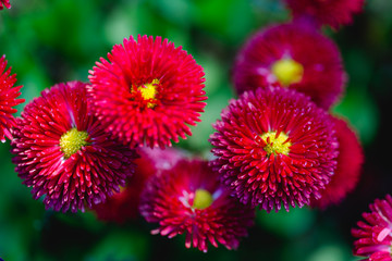 Red flower field with yellow