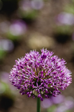 Purple garlic plant