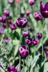 Dark purple tulips in field
