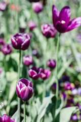 Dark purple tulips in field