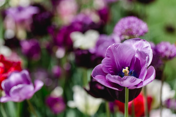 Dark purple tulips in field