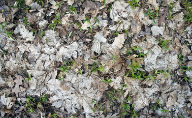 Leaves in Autumn. Close-up of old autumn leaves lying on the ground.