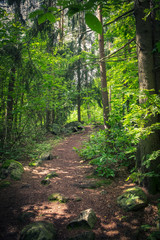 Forest path with lush trees and bright sunlight