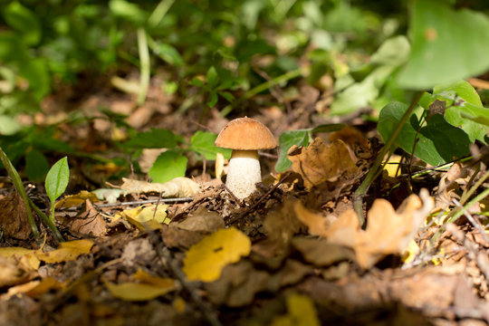Orange hat boletus mushroom in autumn forest