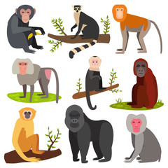 Different cartoon monkey breed character animal wild zoo ape chimpanzee vector illustration. © creativeteam