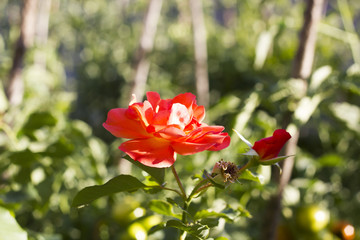 Tender orange rose with bud grows in garden, side view