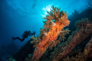 Coral reef - obrazy, fototapety, plakaty