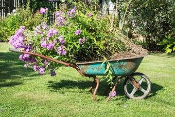 Garden wheelbarrow full of phloxes in a garden. Household plot.