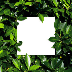 Square frame, Creative layout made of tropical flowers and leaves with paper card note. Flat lay. Blank for advertising card or invitation. Flat lay. Nature concept.