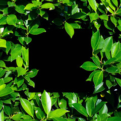 Square frame, Creative layout made with green leaves background. Blank for advertising card or invitation. Nature concept. Summer poster. black frame.