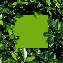 Square frame, Creative layout made of tropical flowers and leaves with green paper card note. Flat lay. Blank for advertising card or invitation. Flat lay. Nature concept.green frame.
