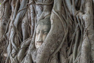 Obraz premium Buddha's head in tree root. Ayutthaya. Thailand