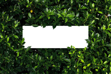 Square frame, Creative layout made with green leaves background. Blank for advertising card or invitation. Nature concept. Summer poster.