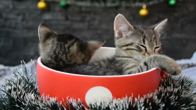 cup with sleeping kittens surrounded by holiday decorations