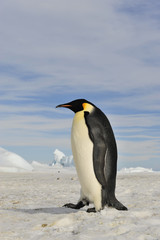 Obraz na płótnie Canvas Emperor Penguin on the snow