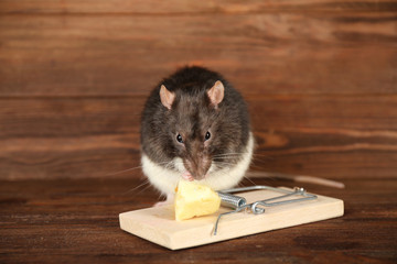 Cute rat and mousetrap with cheese on wooden background