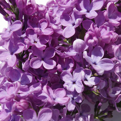 Lilac blossom background. Flower floral spring texture.