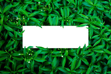 Square frame, Creative layout made of tropical flowers and leaves with paper card note. Flat lay. Blank for advertising card or invitation. Flat lay. Nature concept.