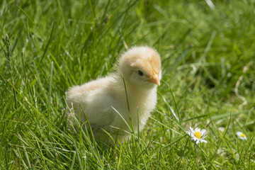 chicken in a grass