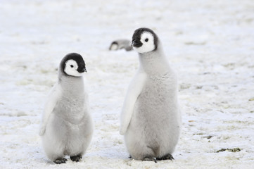 Emperor Penguin chicks in Antarctica