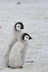 Emperor Penguin chicks in Antarctica