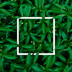 Square frame, Creative layout made of tropical flowers and leaves with paper card note. Flat lay. Blank for advertising card or invitation. Flat lay. Nature concept.