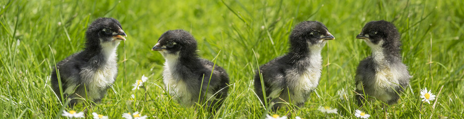 Fototapeta premium chickens in the garden