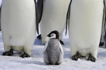 Emperor Penguins with chick © Silver