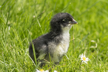 chicken