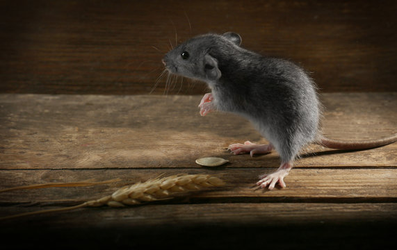 Cute little rat with wheat ear on wooden background