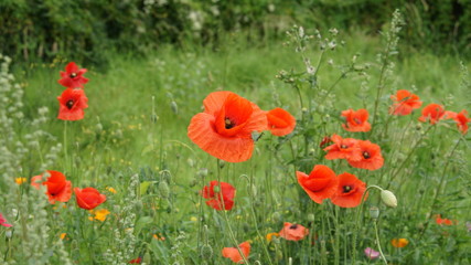 Obraz premium Sommerwiesen mit Mohn und verschiedenen Blumen