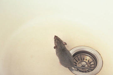 Cute little rat sitting in sink