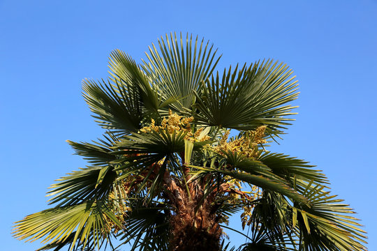 palm tree with dates in the tropical country in summer
