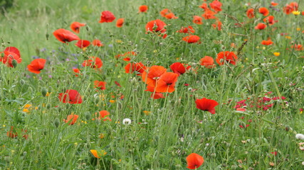 Fototapeta na wymiar Sommerwiesen mit Mohn und verschiedenen Blumen