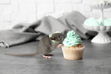 Cute little rat eating cupcake