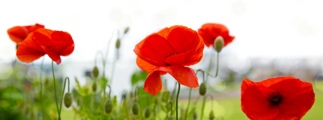 Fototapeta premium Poppy flowers isolated on blur background