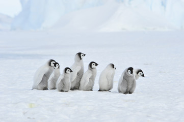 Fototapeta premium Emperor Penguin chicks in Antarctica