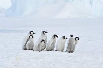 Emperor Penguin chicks in Antarctica © Silver