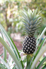 Fototapeta premium pineapple