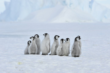 Emperor Penguin chicks in Antarctica © Silver