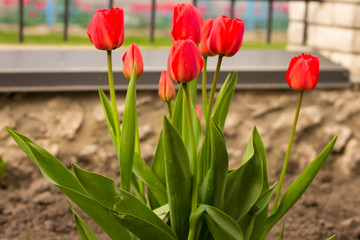 Red tulips bloom beautifully on earth