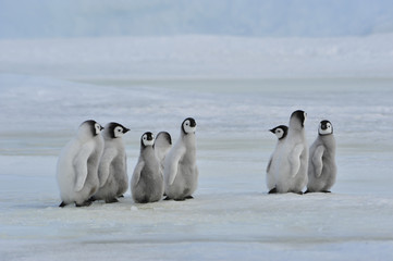 Emperor Penguin chicks in Antarctica