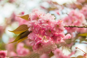 Sakura. Cherry Blossom in Springtime.