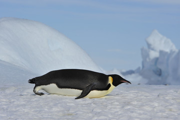 Emperor Penguin on the snow