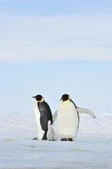 Fototapeta na wymiar Emperor Penguins on the ice