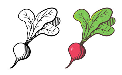 Vector hand drawn illustration of radish. Outline and colored version, isolated on white