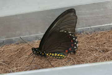 Tropical butterflies